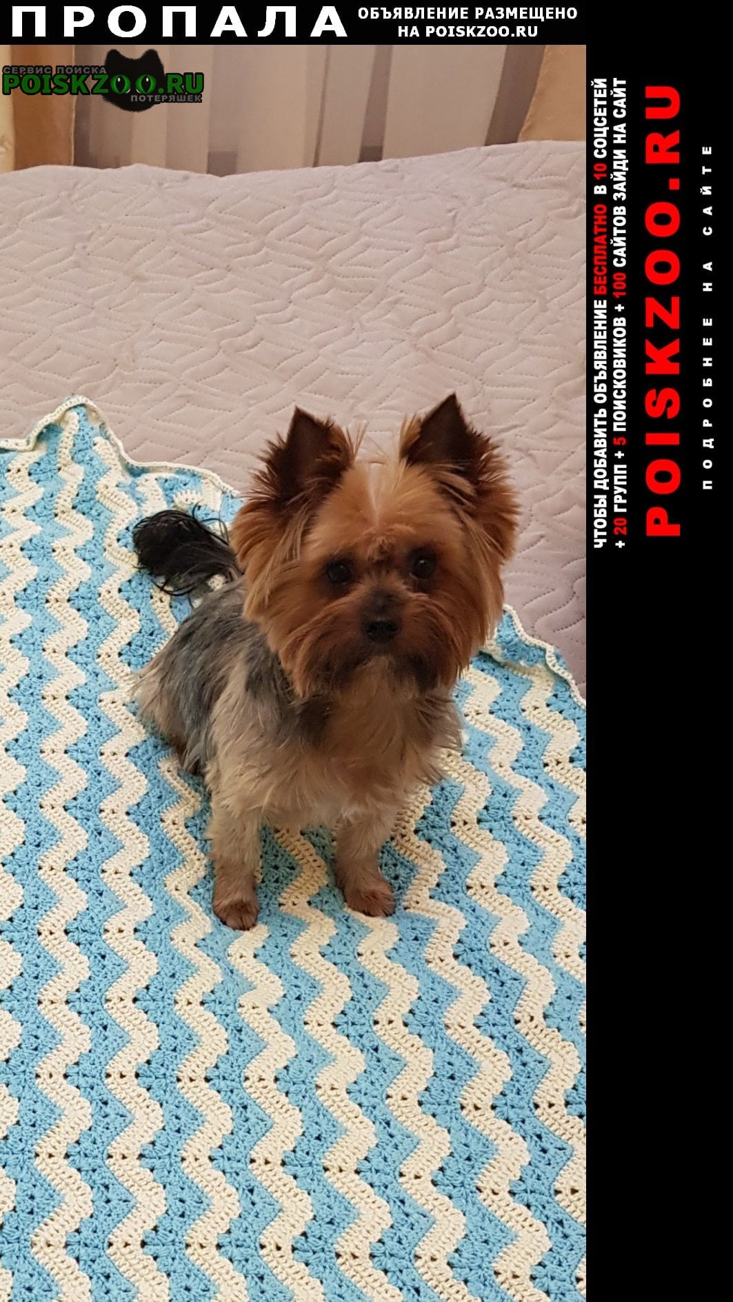 Пропала собака кобель йоркширский терьер, 2014г. р в г. Пушкино