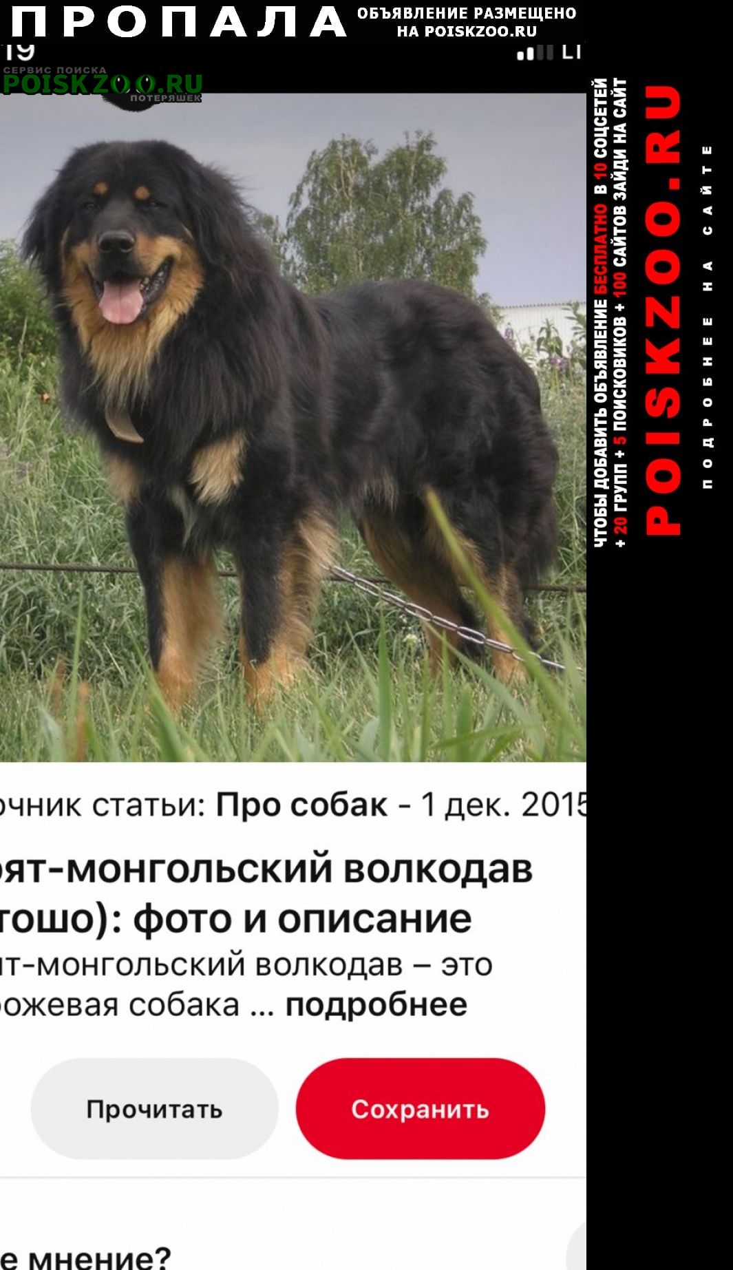 Пропала собака Бурят-монгольский волкодав Красноярск, белое пятно на  груди.. №176502
