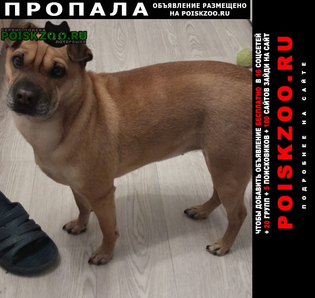Москва Пропала собака сучка джеси