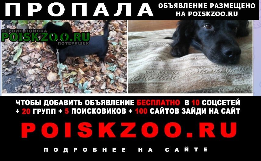 Пропала собака кобель русский спаниель Москва
