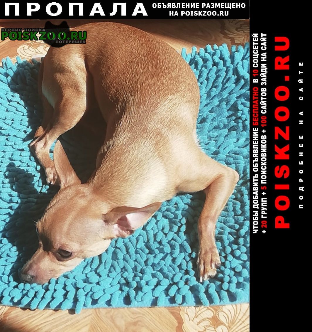 Пропала собака п. прохладное Владивосток