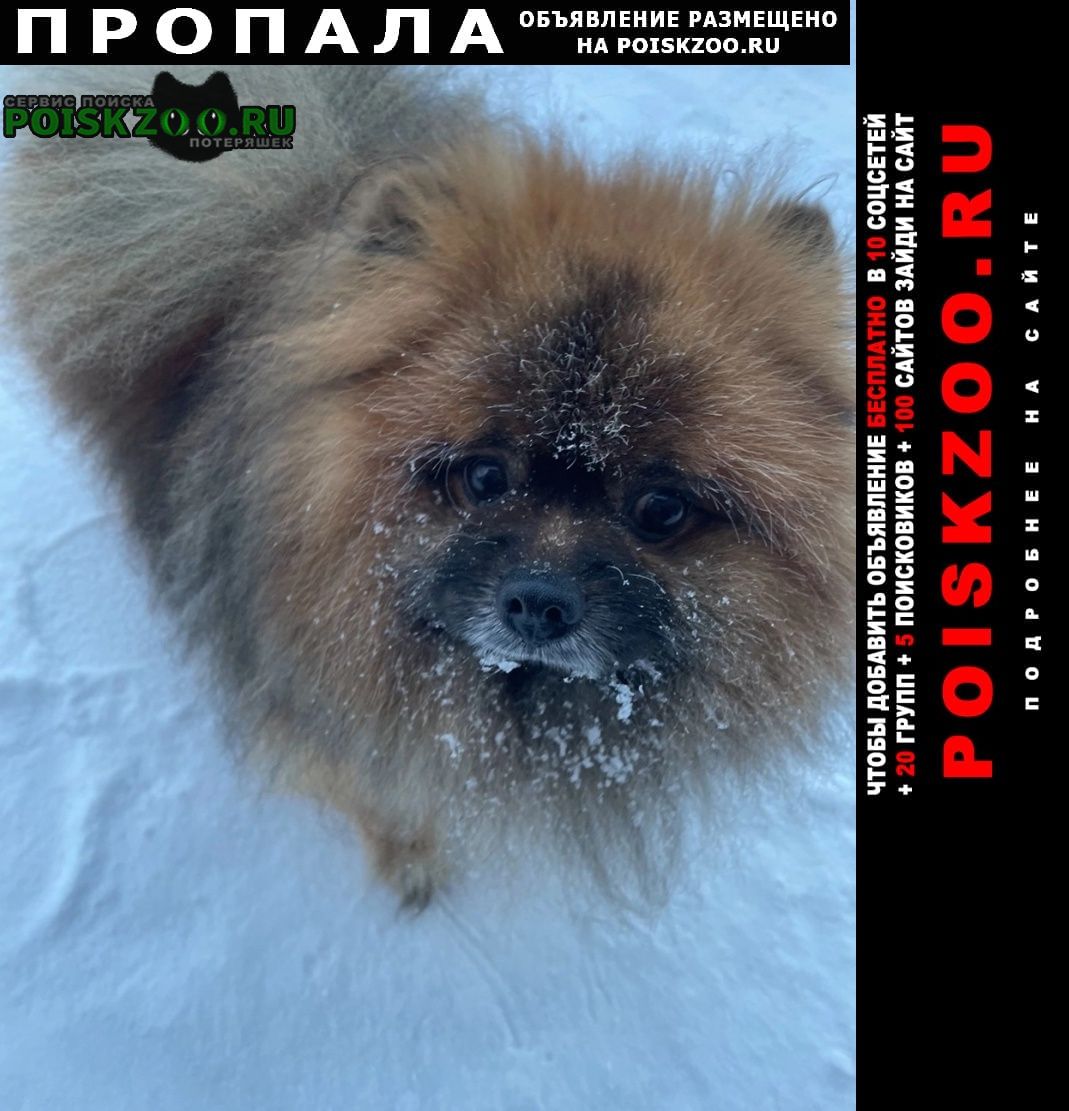 Пропала собака кобель Томск