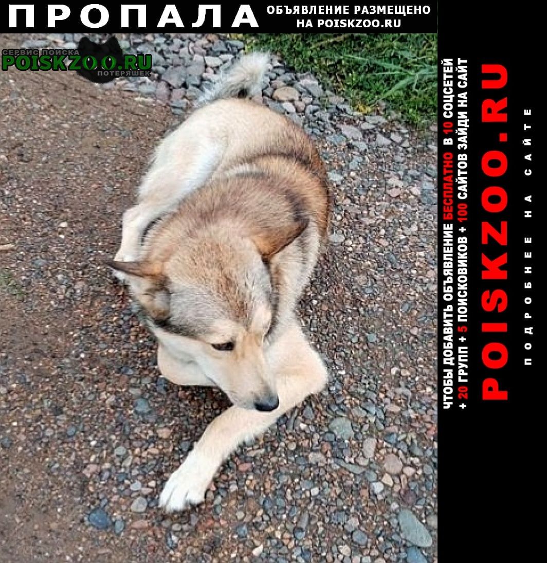 Кемерово Пропала собака кобель лайка, рыжий, с ошейником.