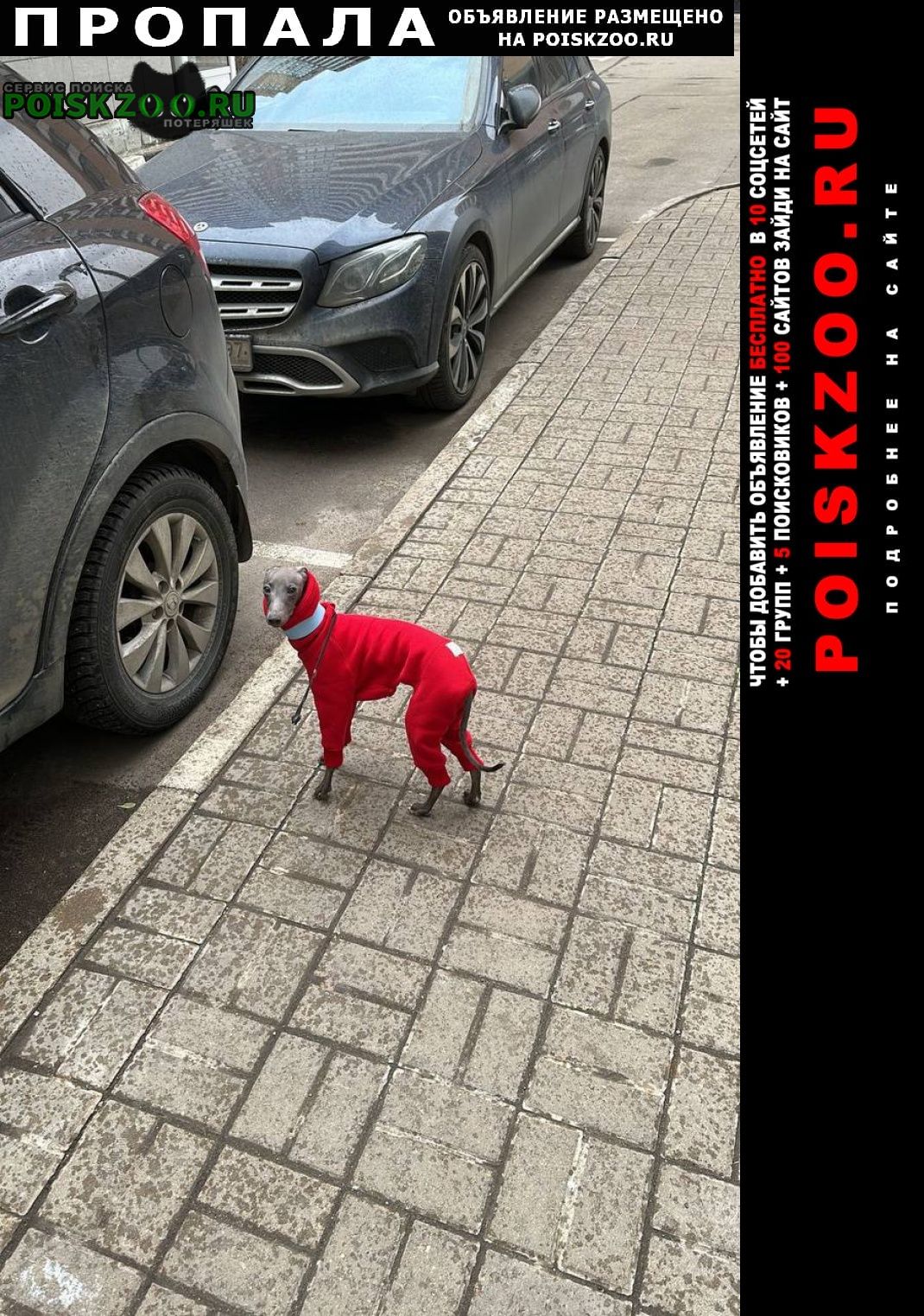 Пропала собака кобель серая левретка в красном костюме Москва