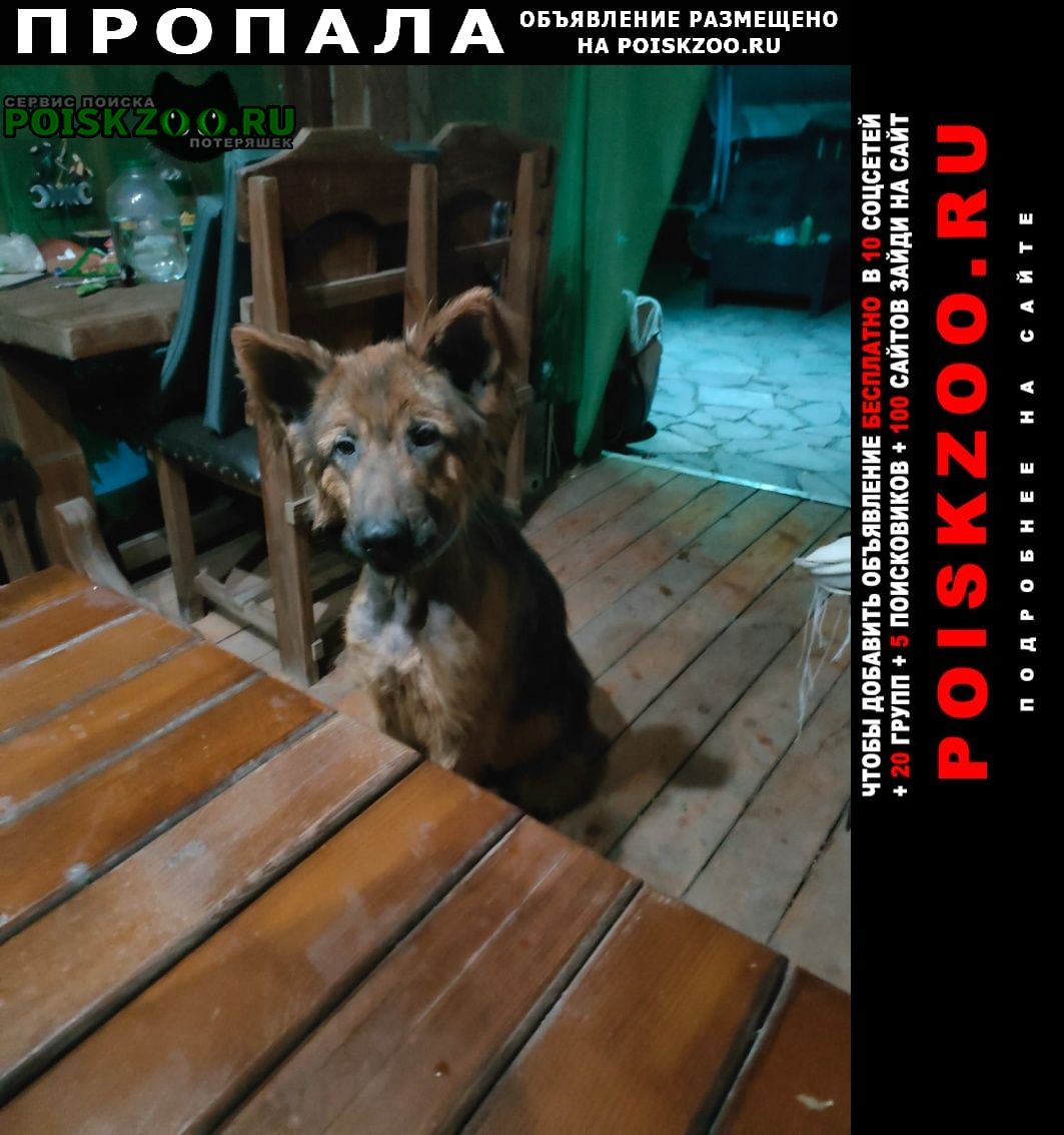 Пропала собака кобель Михайловск Ставропольский край