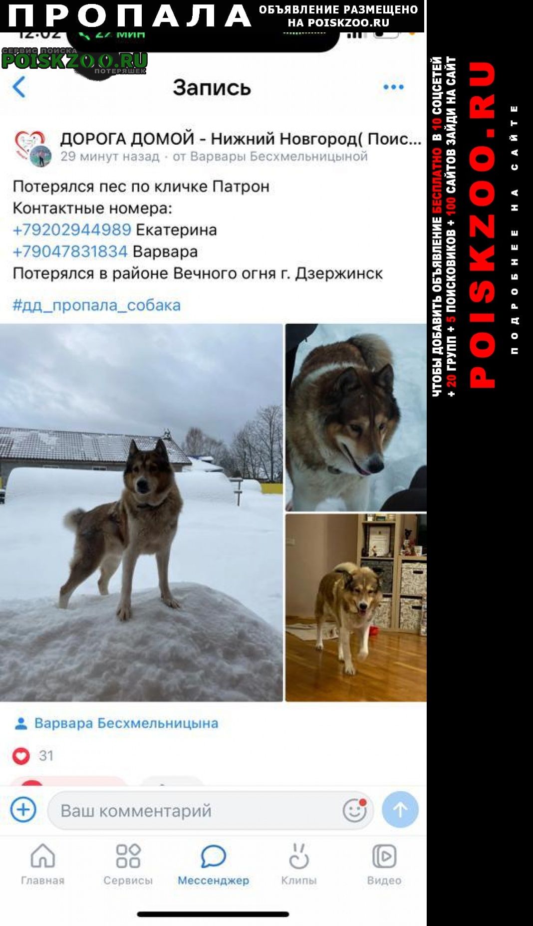 Пропала собака кобель пёс по кличке патрон Дзержинск