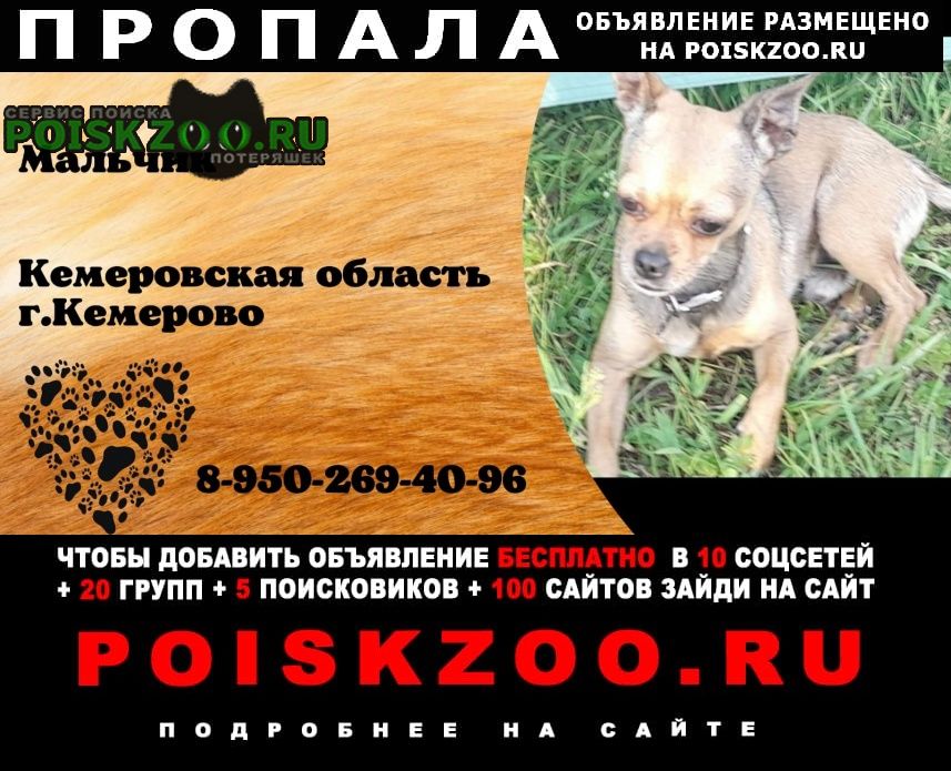 Пропала собака кобель кто видел сообщите пожалу Кемерово