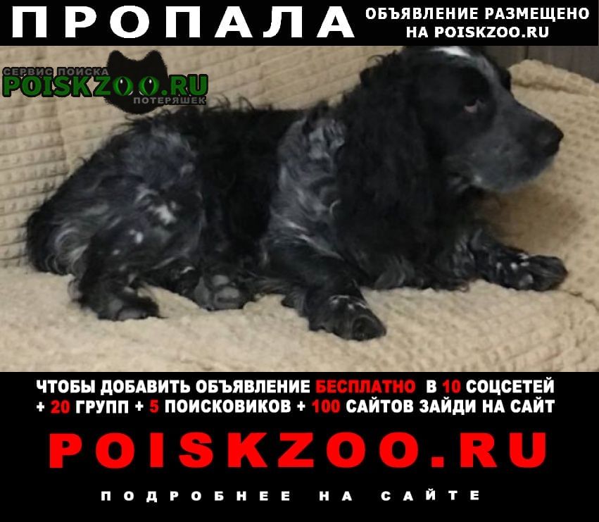 Пропала собака кобель 17 июля (вывезли) лучший друг Раменское