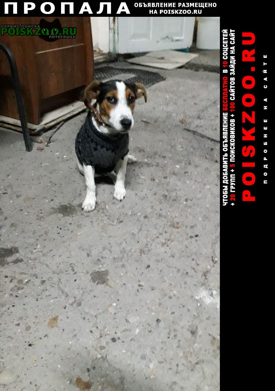 Джек рассел терьер