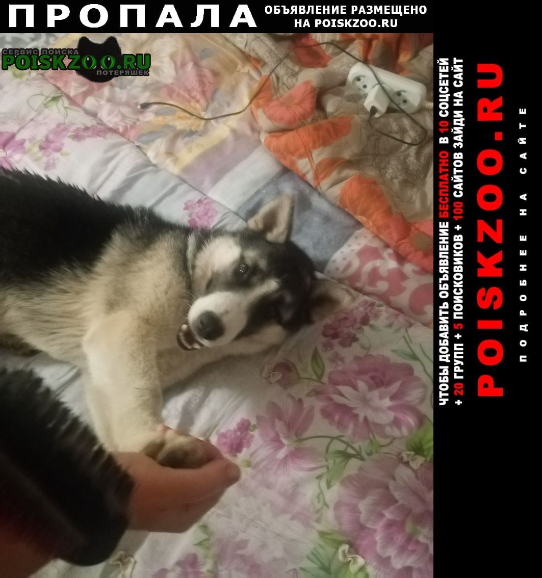 Пропала собака нашедшему вознаграждение Санкт-Петербург