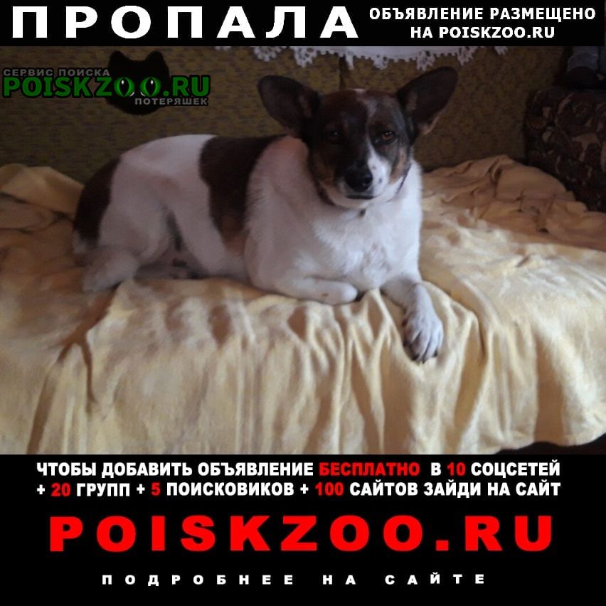 Пропала собака очень переживаем Ростов-на-Дону