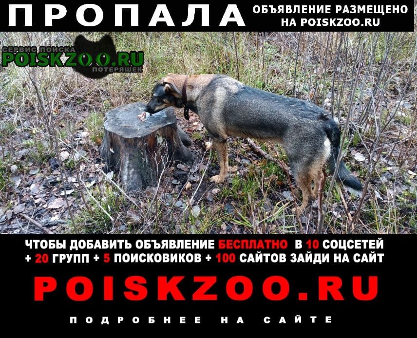 Пропала собака. в 20. 30 Нижний Новгород