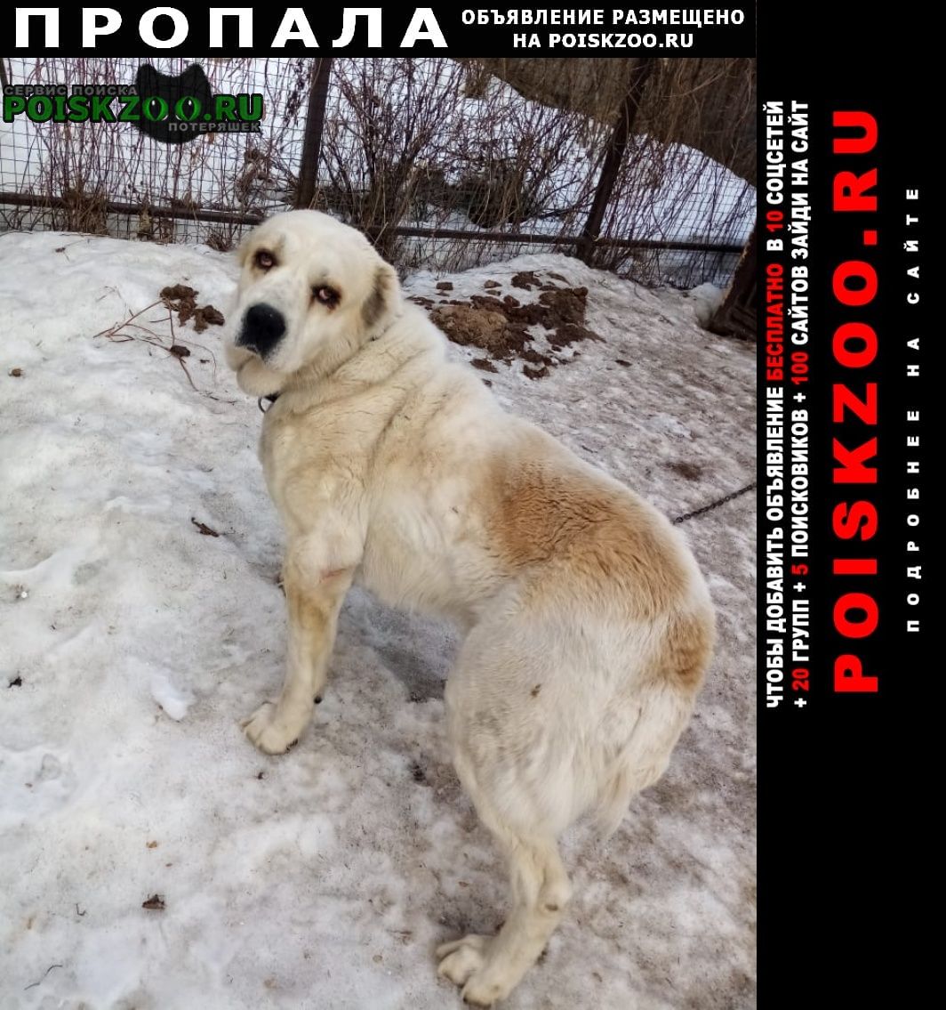 Пропала собака кобель Москва
