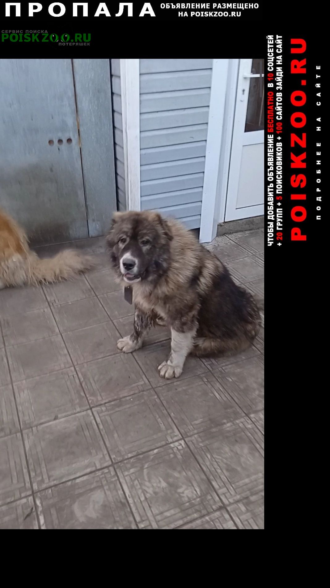 Пропала собака Полысаево