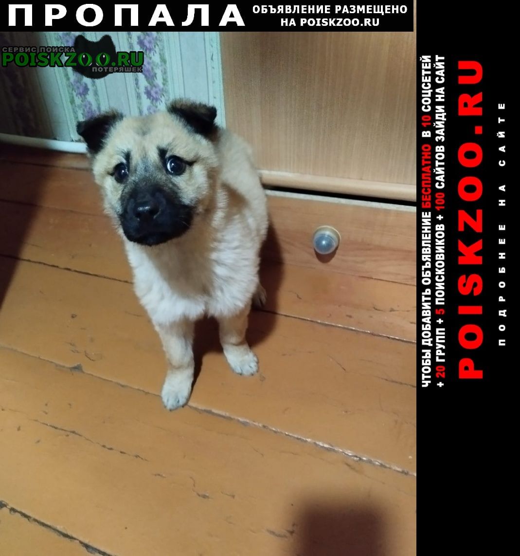 Шимановск Пропала собака кобель пожалуйста помогите найти он маленький е