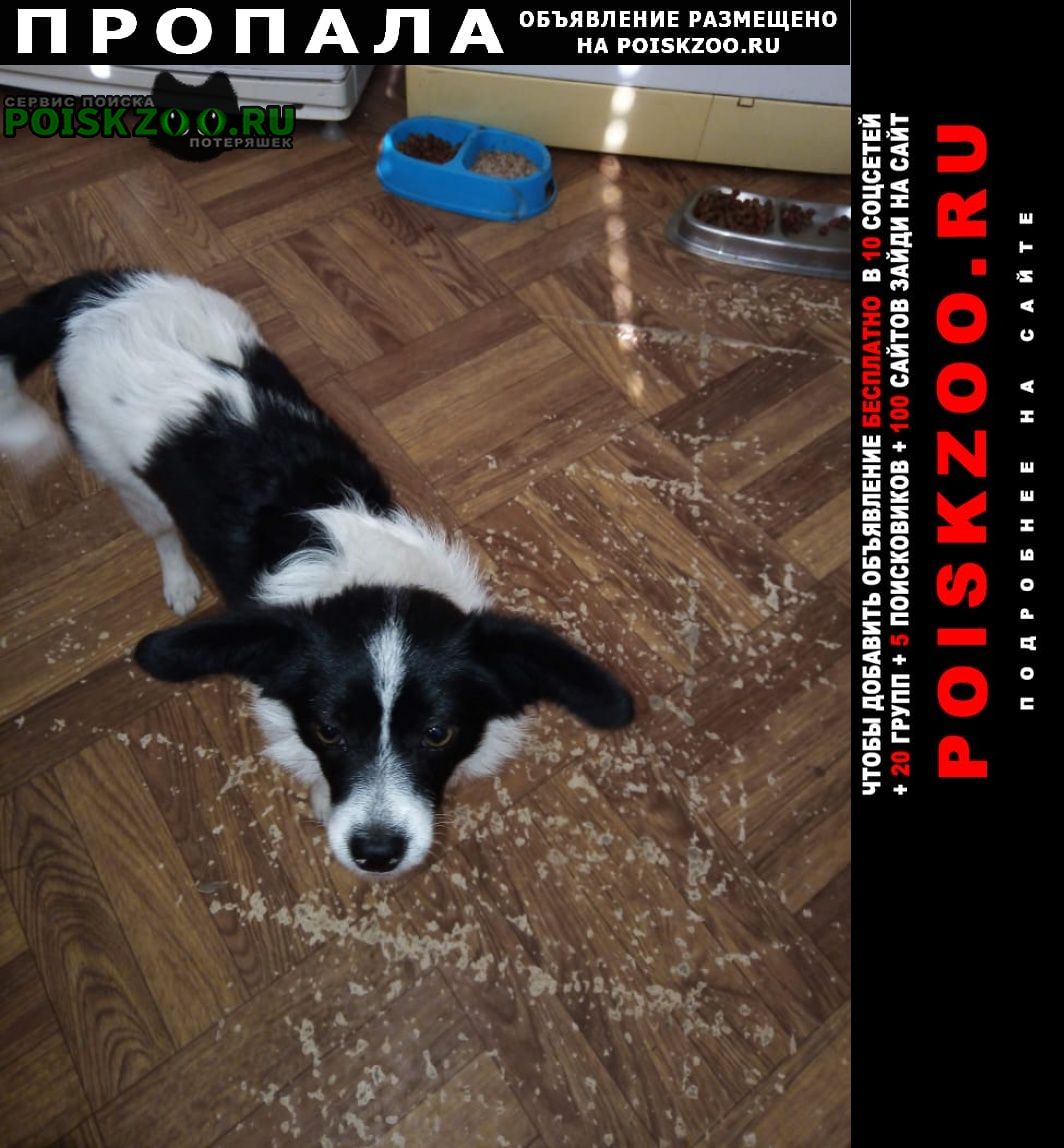 Пропала собака ждём собаку дома Каневская
