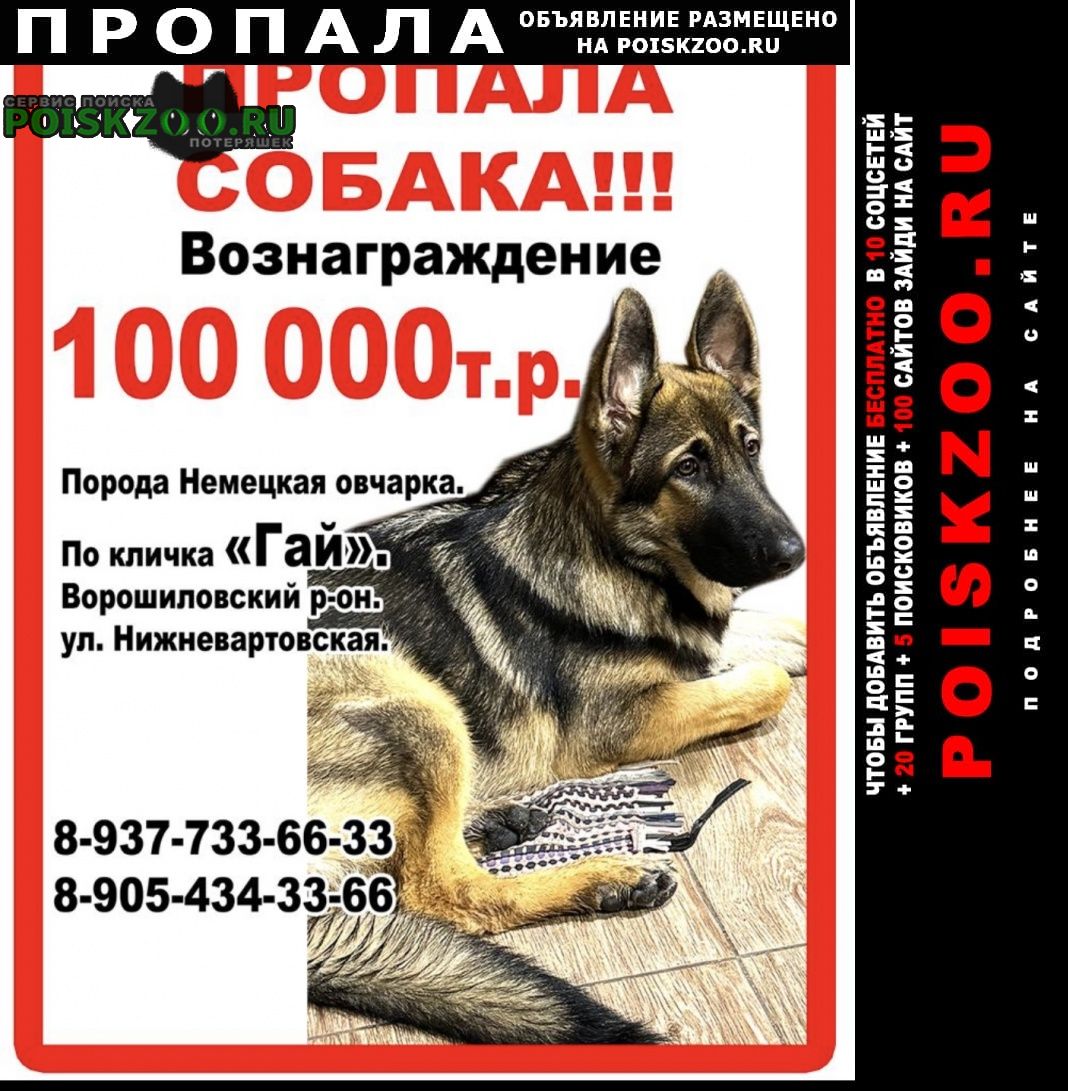 Пропала собака кобель помогите пожалуйста найти Волгоград