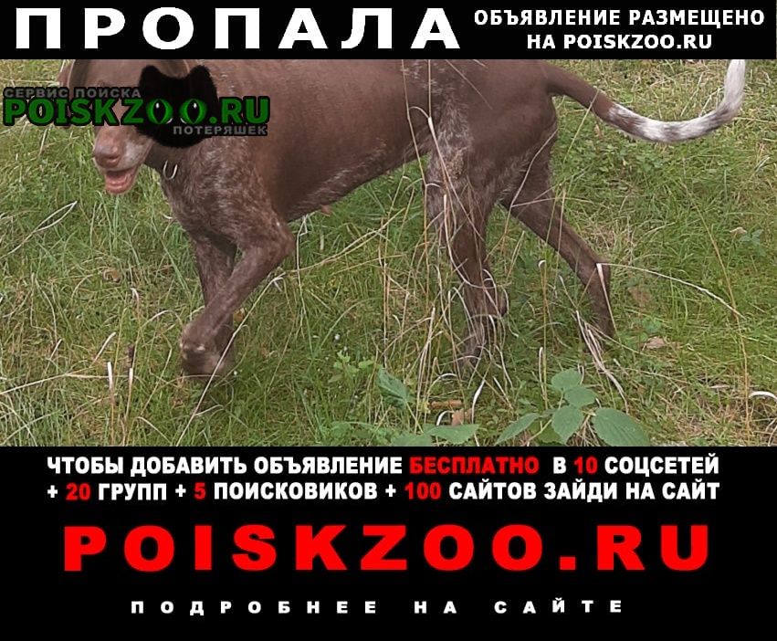 Пропала собака коричневая легавая Нижний Новгород