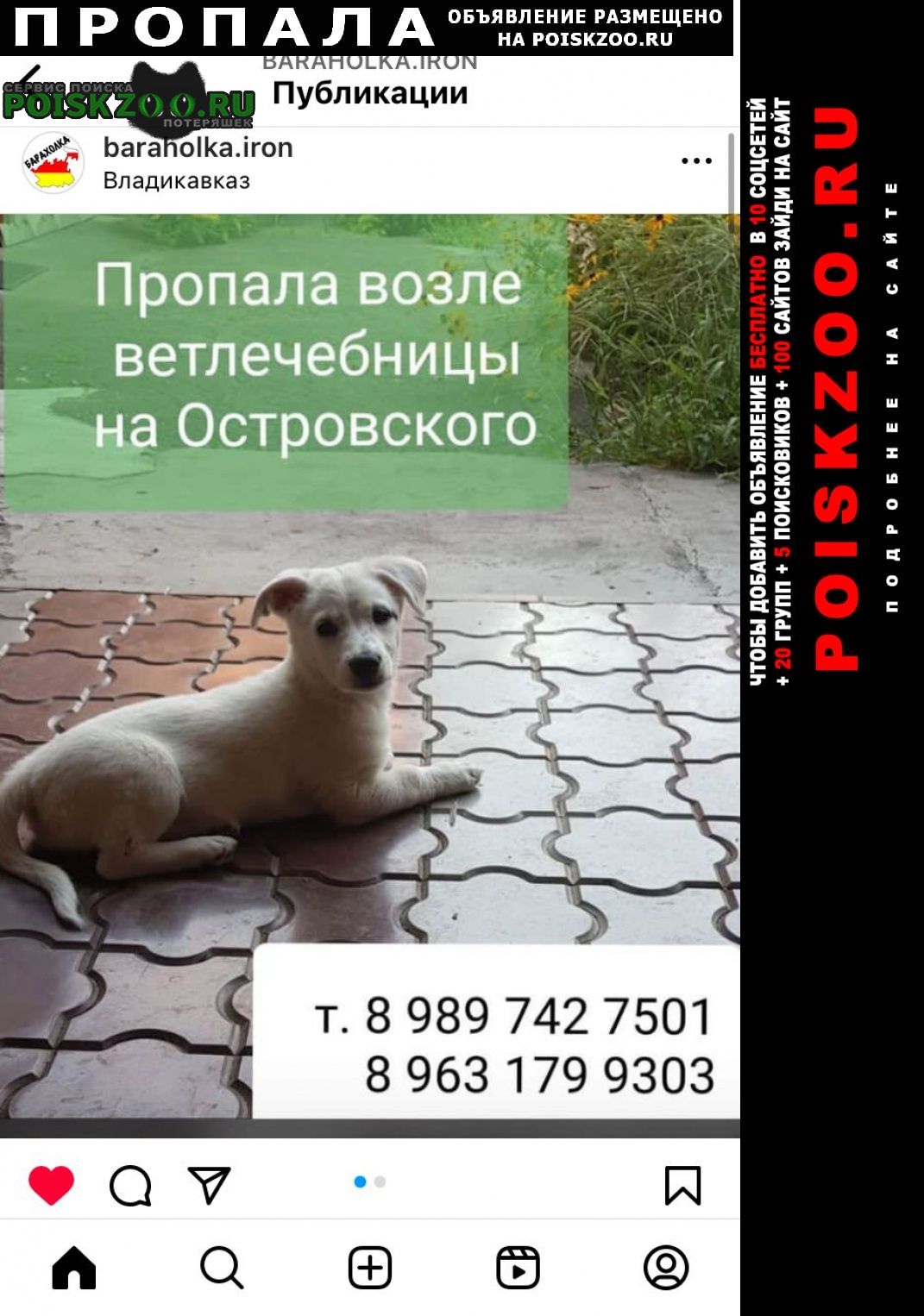 Пропала собака за вознаграждение Владикавказ