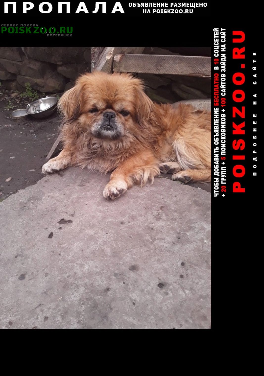 Пропала собака кобель пекинес Лабинск