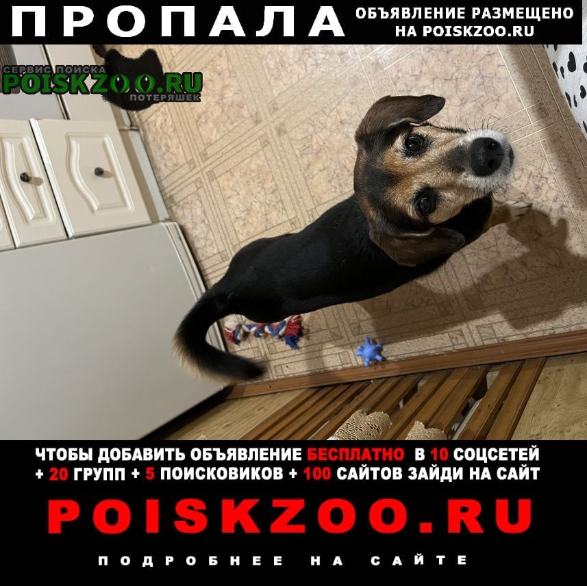 Серпухов Пропала собака