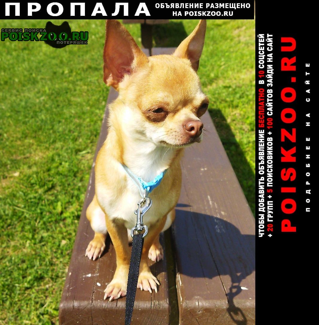 Пропала собака кобель Москва