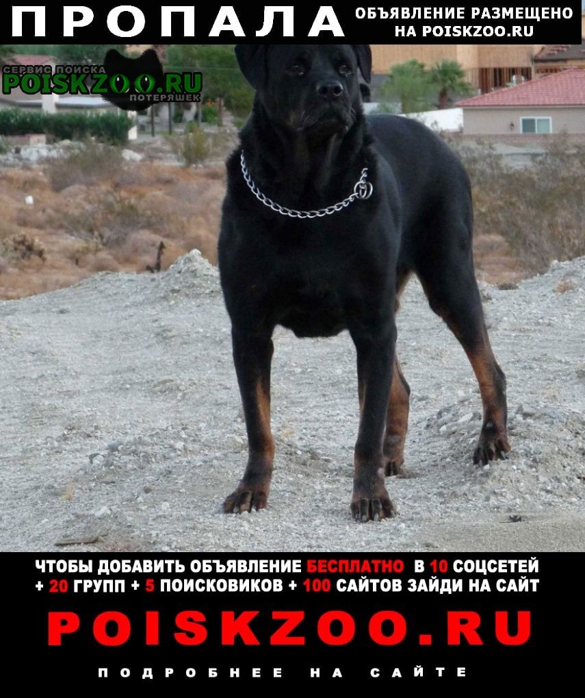 Ставрополь Пропала собака кобель ротвеллер