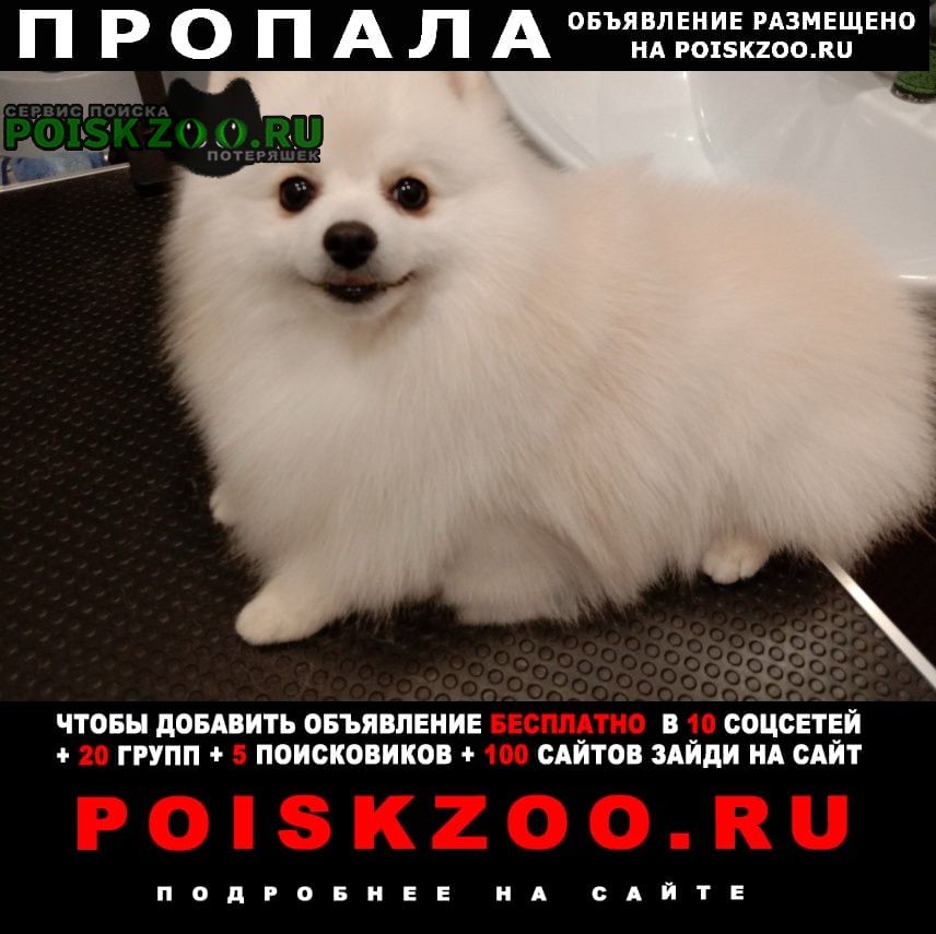 Пермь Пропала собака кобель перекресток ул. карпинского и пр. декабр