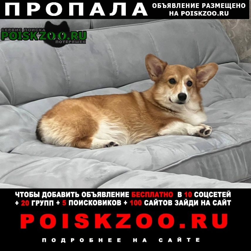 Пропала собака корги пемброк девочка Москва