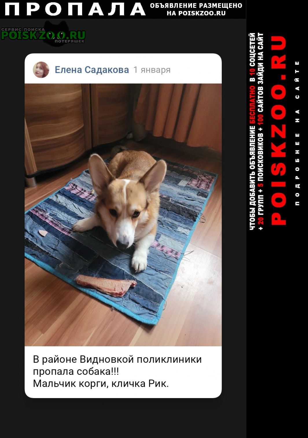 Пропала собака кобель Видное