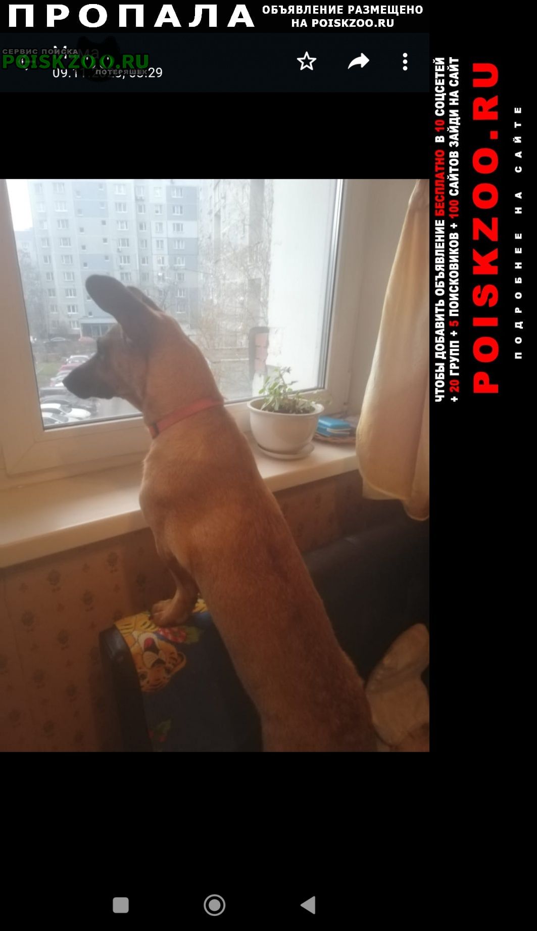 Пропала собака в районе марьино Москва