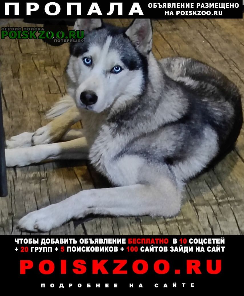 Пропала собака кобель хаски мальчик Владивосток