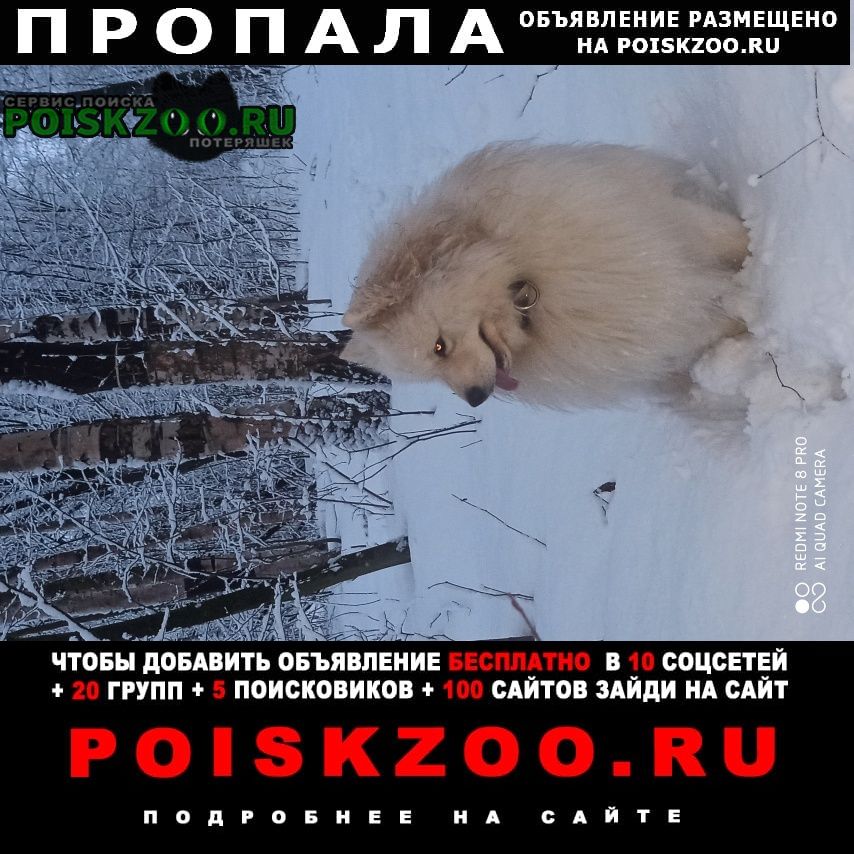 Санкт-Петербург Пропала собака кобель