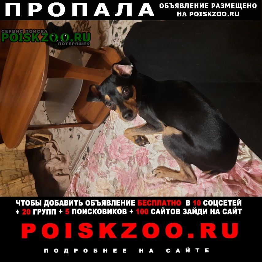 Ставрополь Пропала собака кобель 01. 01 убежал на прогулке
