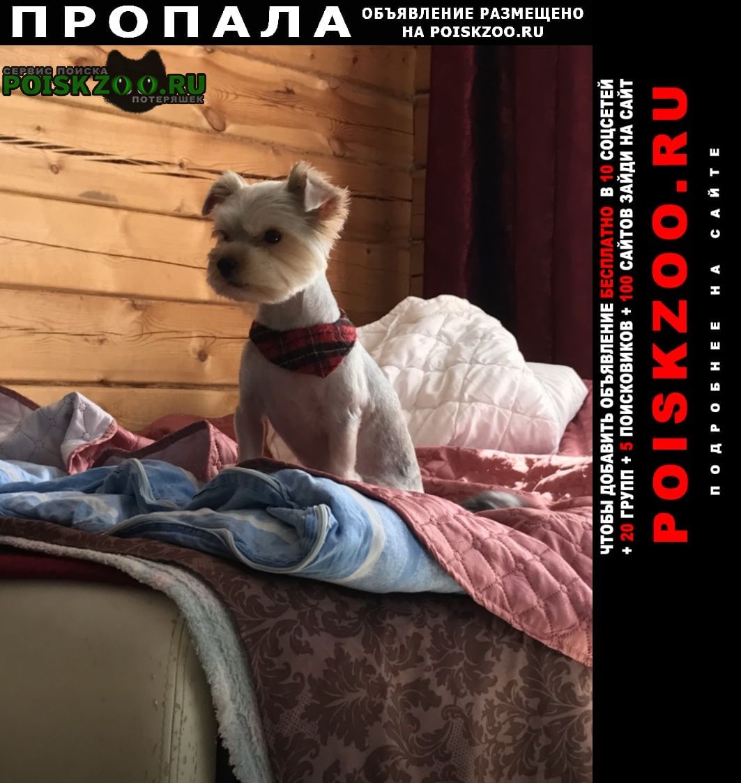 Пропала собака кобель йорк Иркутск