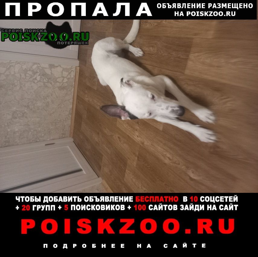 Пропала собака кобель Домодедово