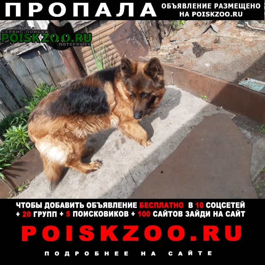Ульяновск Пропала собака