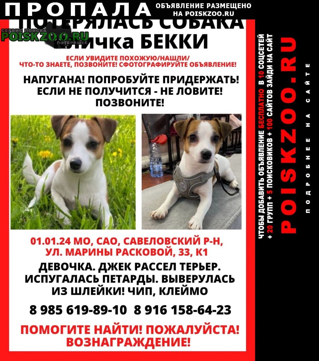 Пропала собака девочка по кличке бекки Москва