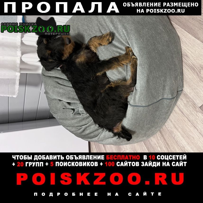 Пропала собака Нарофоминск