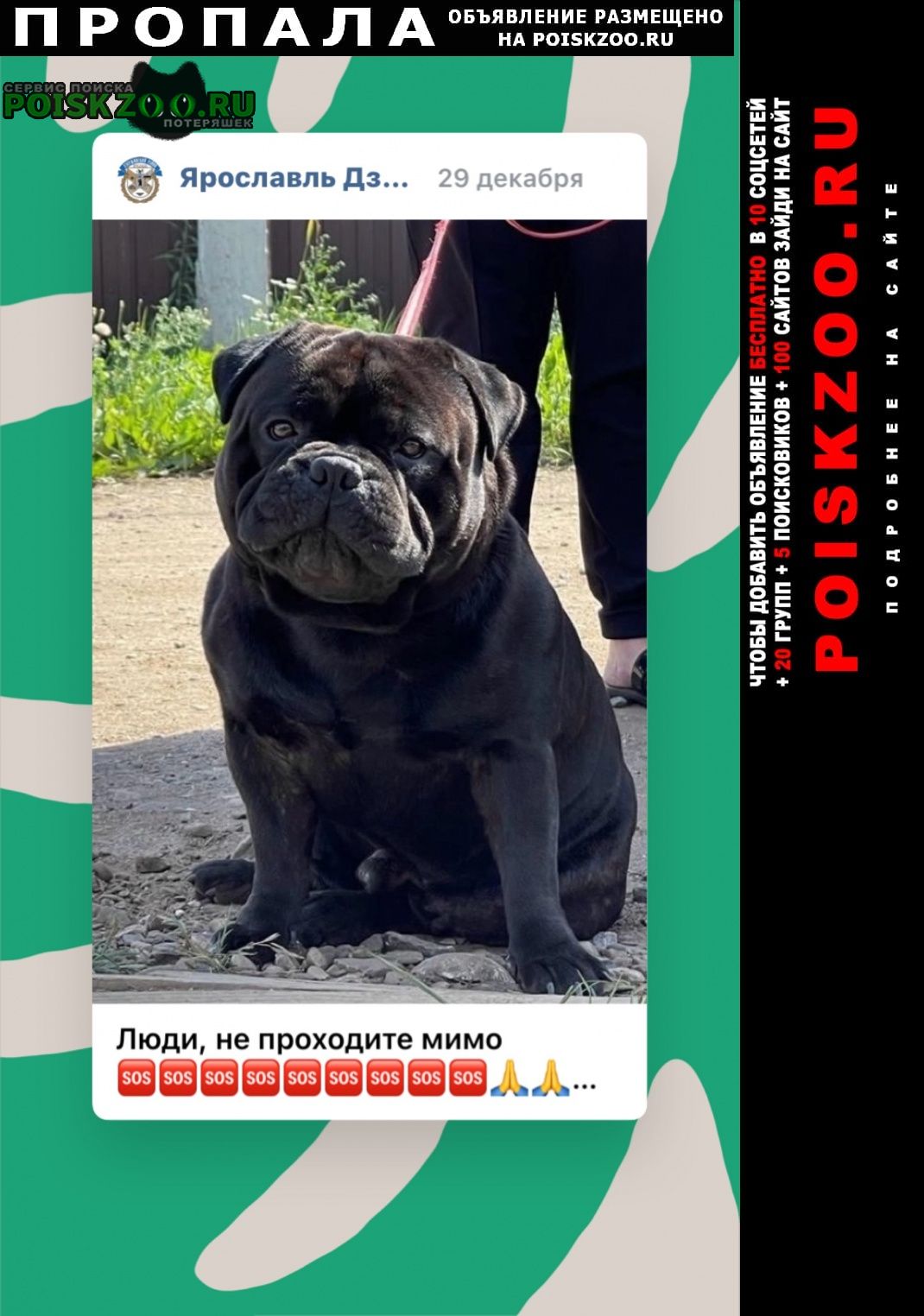 Пропала собака кобель помогите пожалуйста найти собачку и расп Ярославль