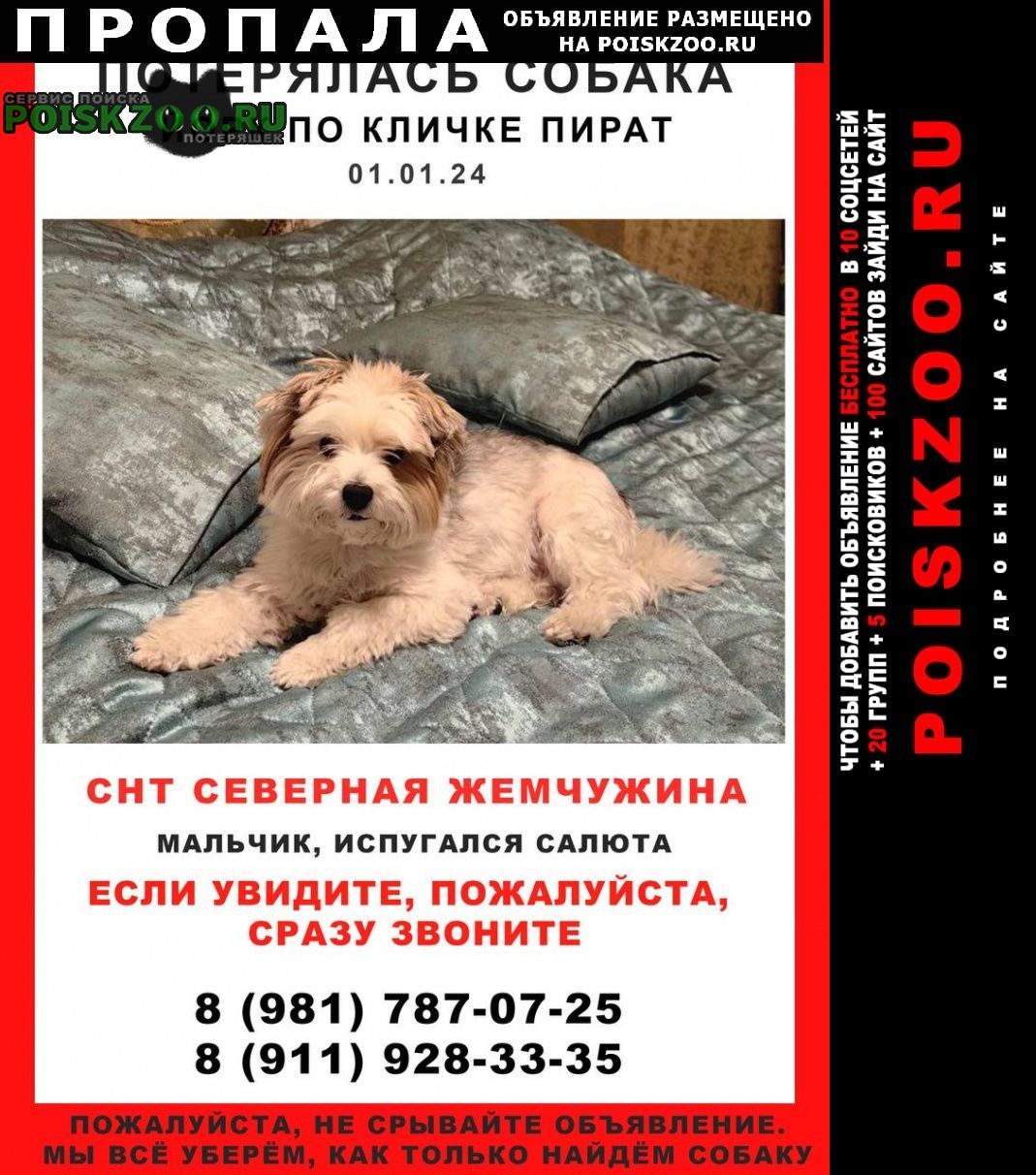 Санкт-Петербург Пропала собака кобель бивер йорк в районе белоострова