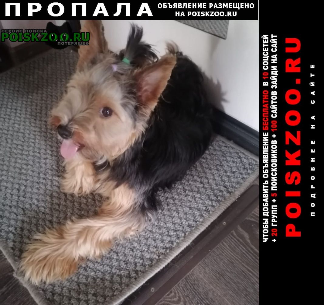 Пропала собака Хабаровск