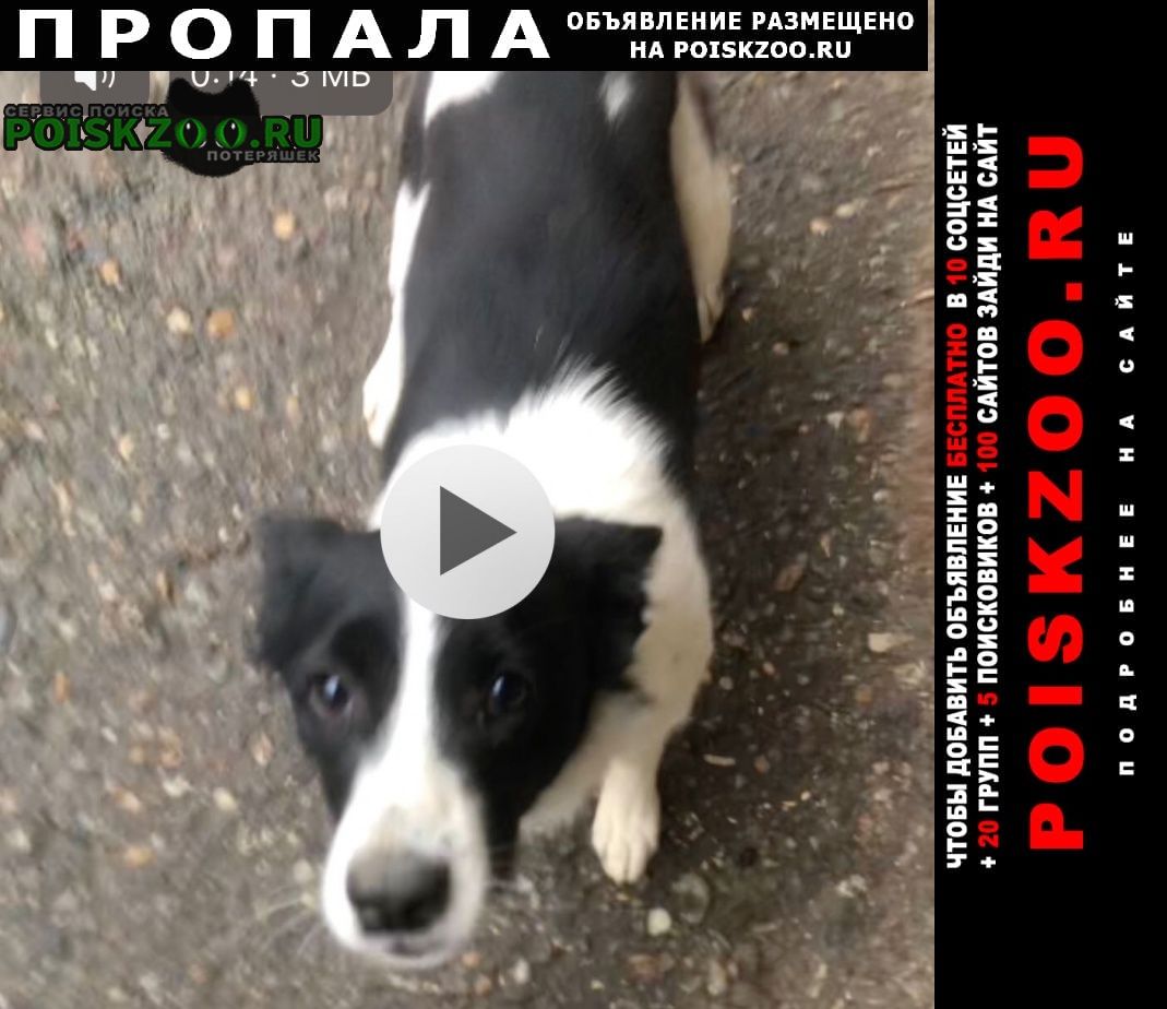 Пропала собака девочка 1 год Ставрополь