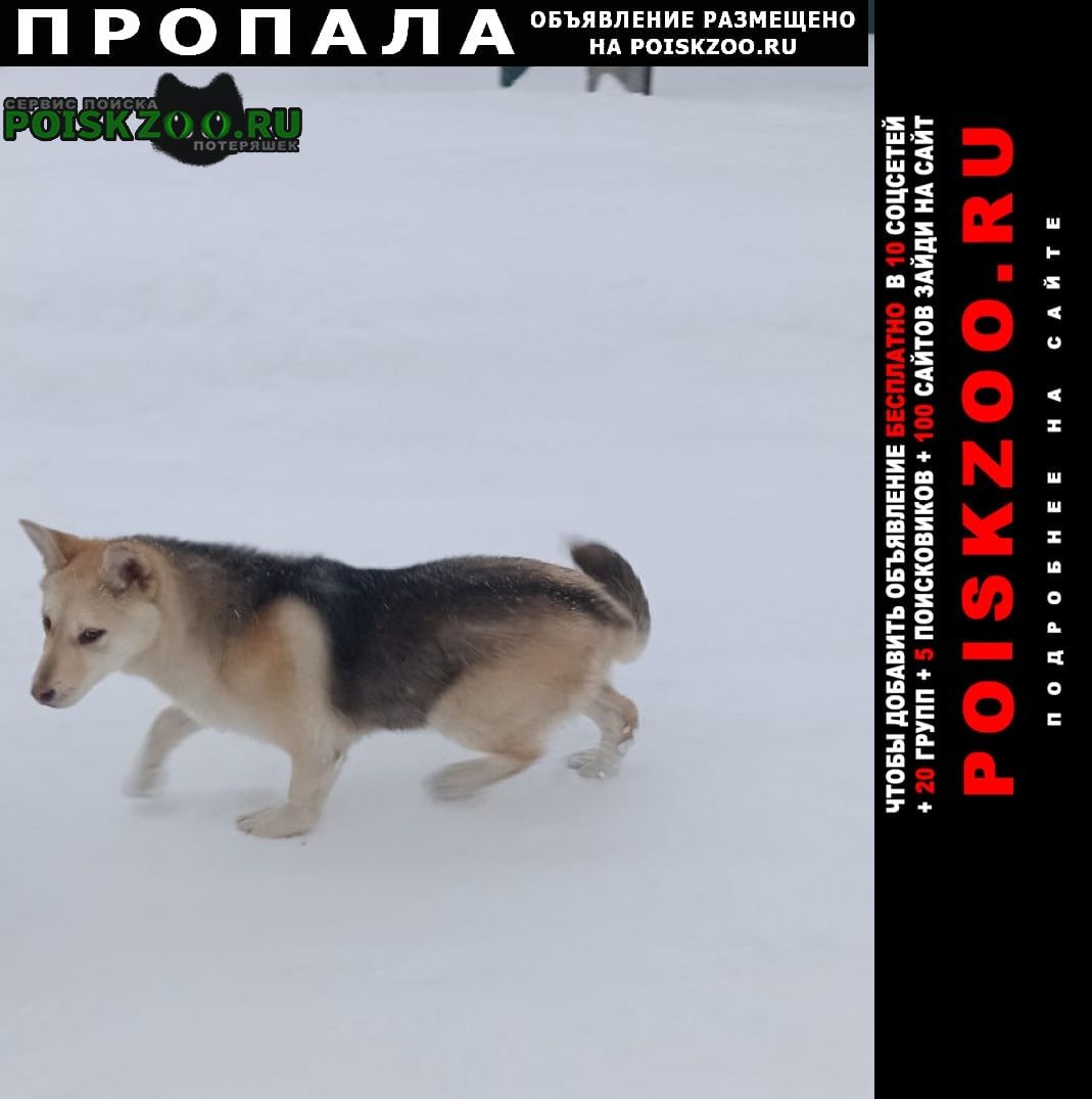 Томск Пропала собака