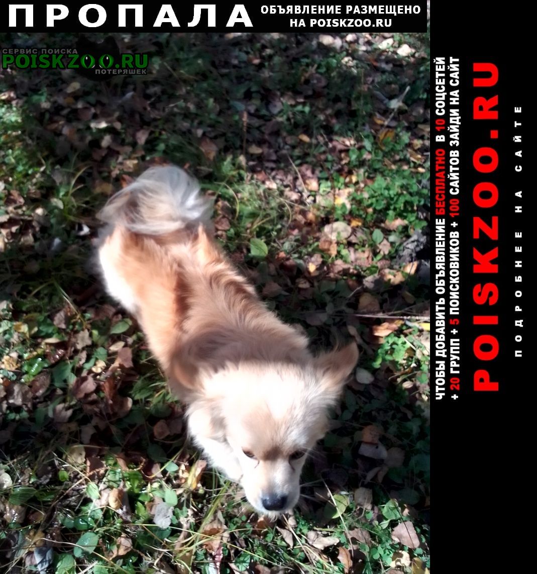 Пропала собака кобель Комсомольск-на-Амуре