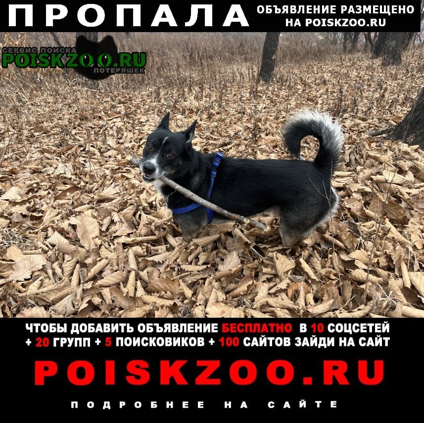 Пропала собака кобель в районе гор. больницы Находка (Приморский край)