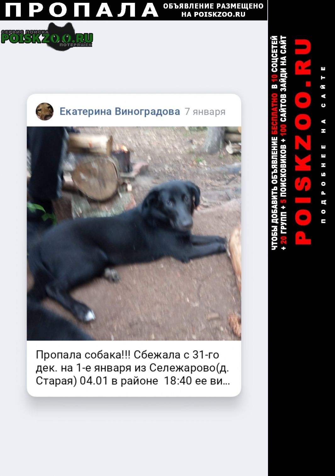 Пропала собака убежала собака домашняя дврняжка Селижарово