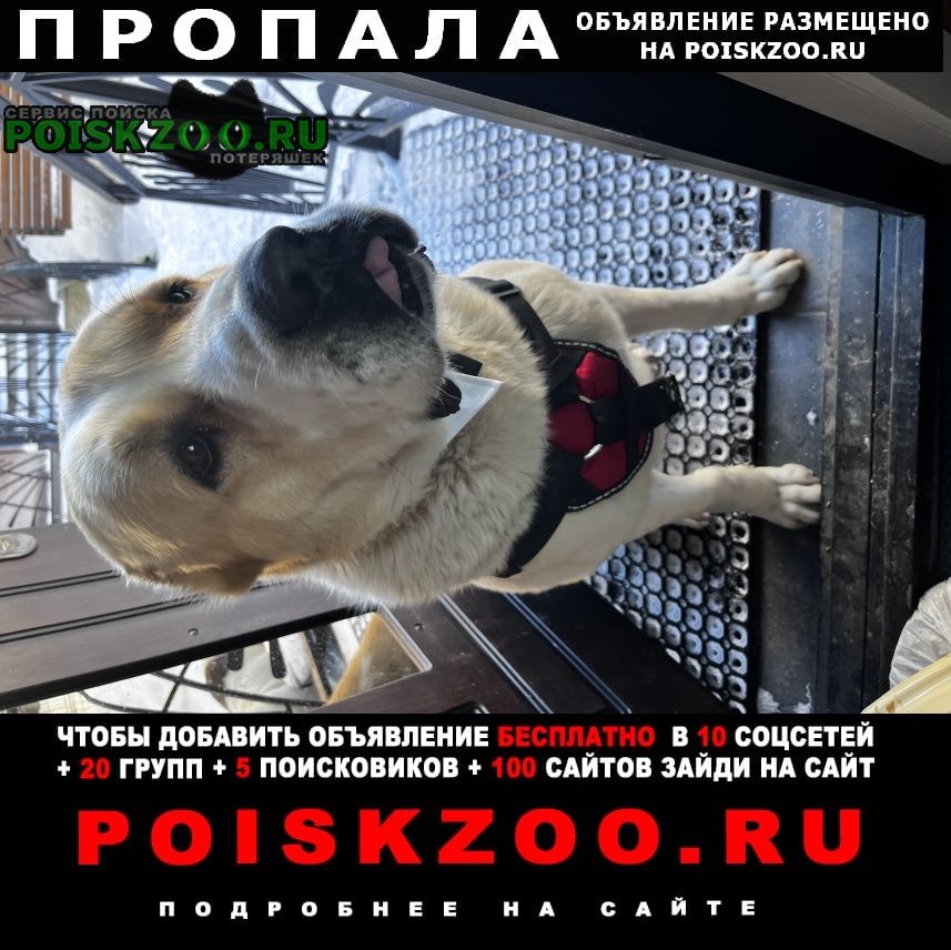 Пропала собака кобель Нарофоминск