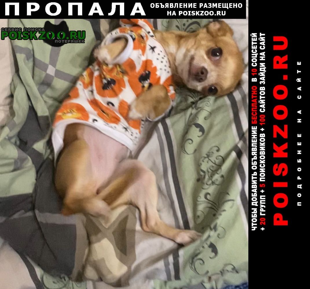 Донецк (ДНР) Пропала собака прошу помощи