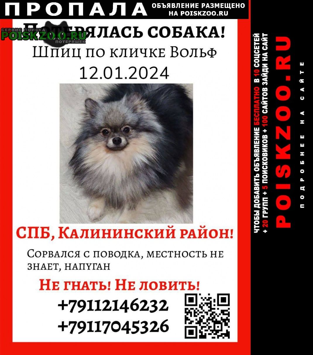 Пропала собака кобель пп Санкт-Петербург